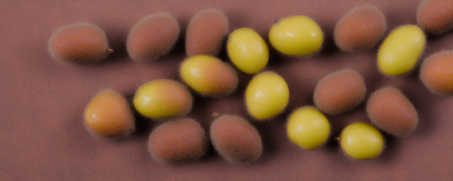 桂圆是上火还是降火的 桂圆是上火还是降火的