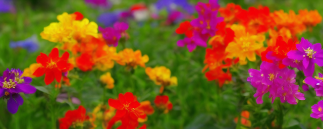 房屋种什么花最旺财运最好