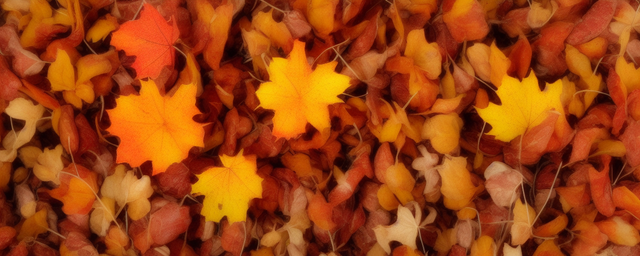 几月份采摘的秋木耳好吃些