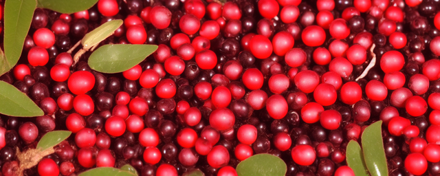 枸杞能和灵芝一起泡水喝吗