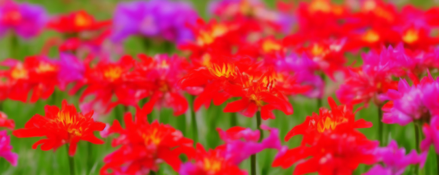 属狗的对应什么花最旺夫