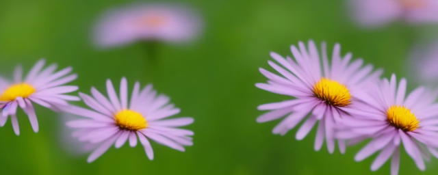 灯盏花泡水喝的好处
