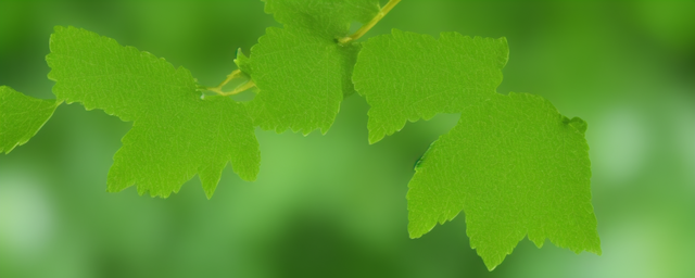 榆树叶泡水喝的功效 榆树叶泡水喝的功效