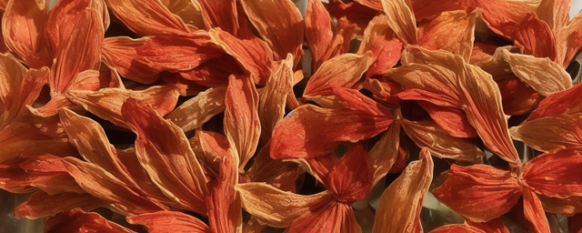 百合干能泡水喝吗