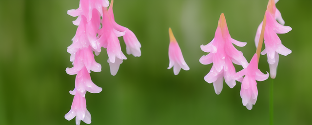 白芨可以泡水喝吗 白芨可以泡水喝吗