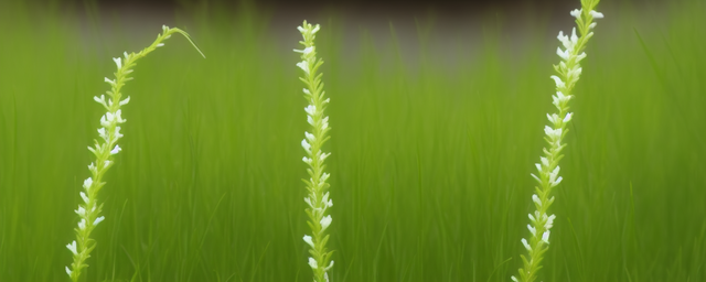 伸筋草泡水喝的忌讳