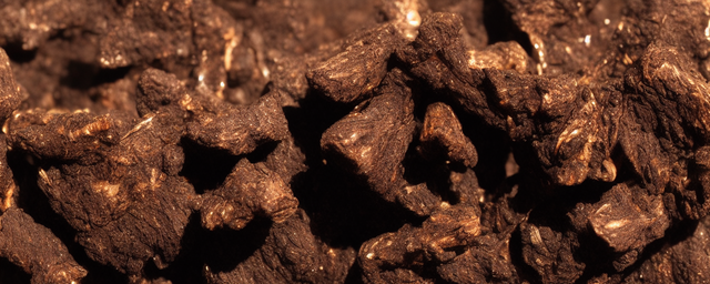 桦树茸泡水隔夜能喝吗