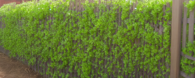 家围栏种什么最旺风水好