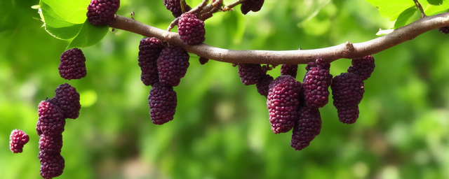 桑枣几月份采摘最好