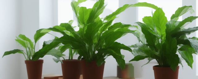 屋里最旺宅的植物是什么