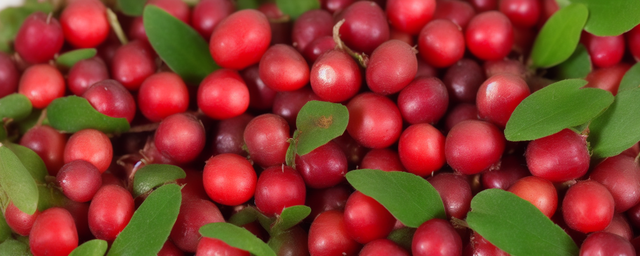 新鲜枸杞煮多久才能吃