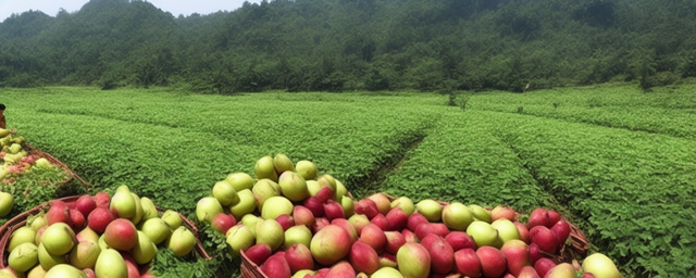 几月份湖南有水果采摘