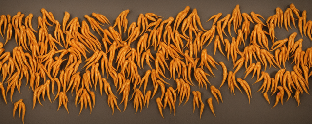 野生鸡爪几月份采摘的