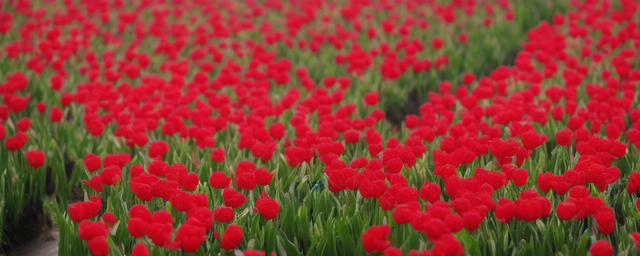 属狗人摆放什么花最旺财