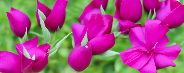 玫瑰茄如何泡水喝