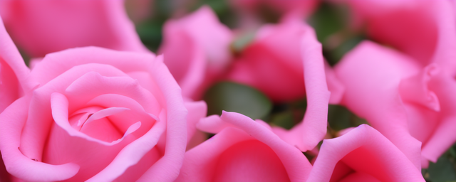 月经期间能喝玫瑰花泡水吗