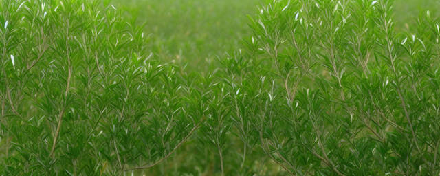 什么茶树最旺财又好养活