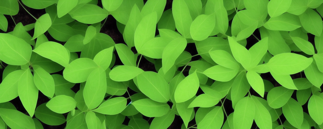 什么植物长叶子最好养最旺 什么植物长叶子最好养最旺