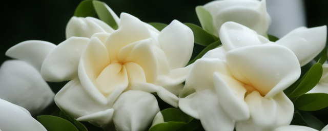 栀子能泡水喝吗