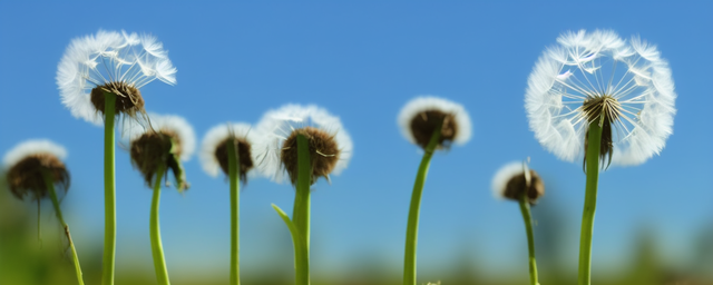 蒲公英能和黄芪一起泡水喝吗