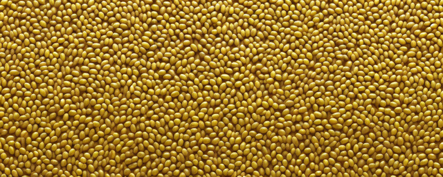 决明子能天天泡水喝吗