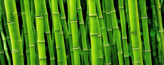 竹叶能泡水喝吗