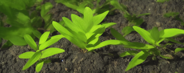山上最旺的植物是什么花 山上最旺的植物是什么花