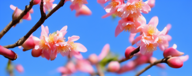 招桃花摆放什么花最旺运 招桃花摆放什么花最旺运