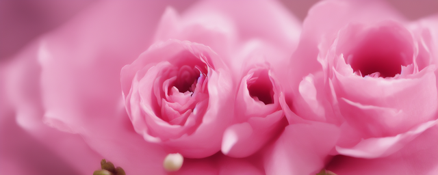 属相猪卧室放什么花最旺 属相猪卧室放什么花最旺