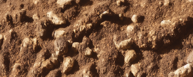 锁阳肉苁蓉泡水喝功效