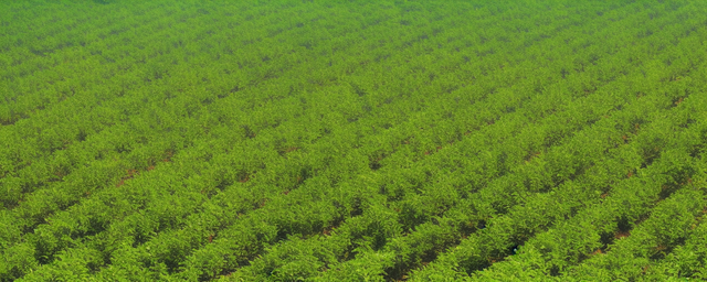 滕州樱桃采摘园几月份采摘