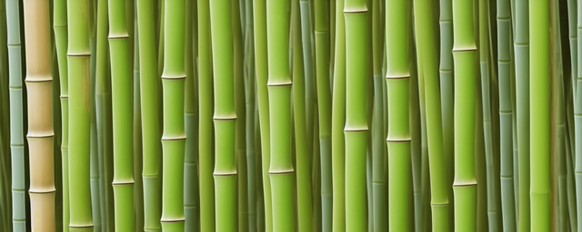 家里种什么竹子最旺财最好 家里种什么竹子最旺财最好