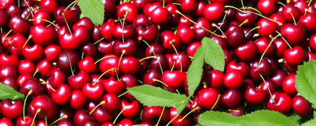 樱桃采摘几月份最好吃 樱桃采摘几月份最好吃