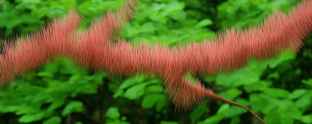合欢花能泡水喝吗 合欢花能泡水喝吗