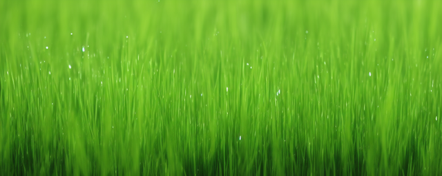 回春草能泡水喝吗