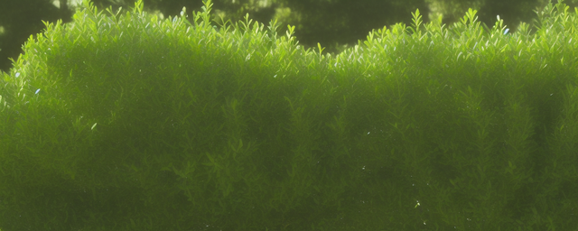 女贞子如何泡水喝 女贞子如何泡水喝