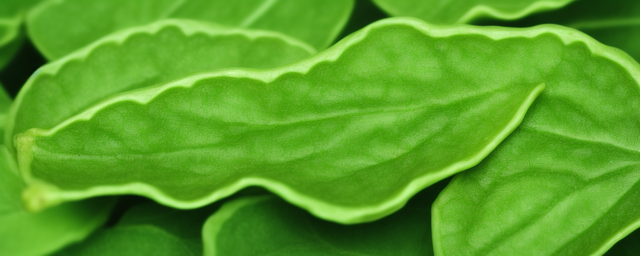 无花果叶泡水喝的功效 无花果叶泡水喝的功效