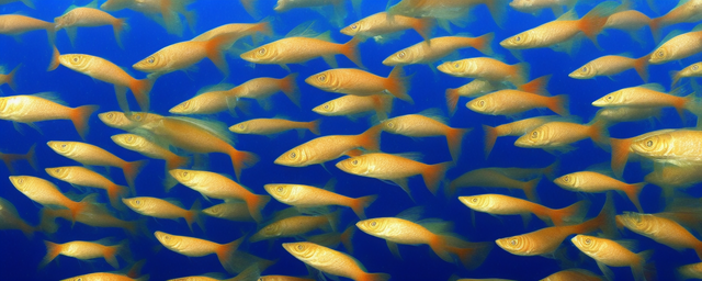 什么样的鱼最旺财气