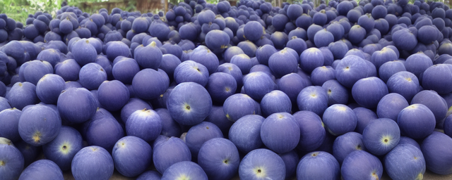 蓝靛果几月份采摘