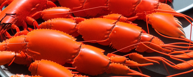 龙虾最旺季是什么时候