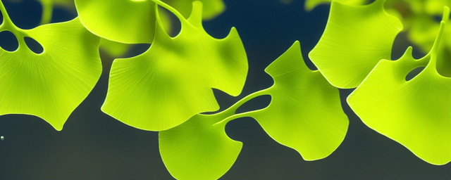 银杏果可以泡水喝吗