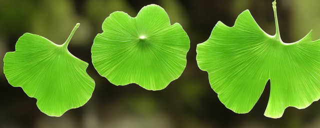 银杏果能泡水喝吗