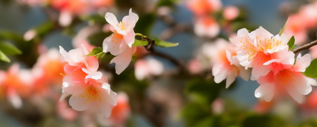 什么花吸桃花最旺财运呢