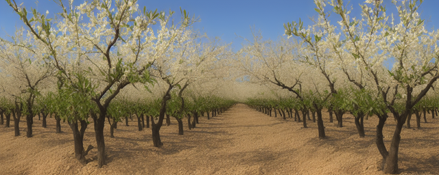 为什么杏树长势最旺季呢