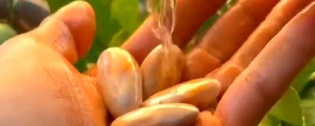 菠萝蜜种子冬天怎样种 菠萝蜜种子冬天怎样种