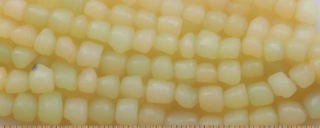 和田玉黄白玉料
