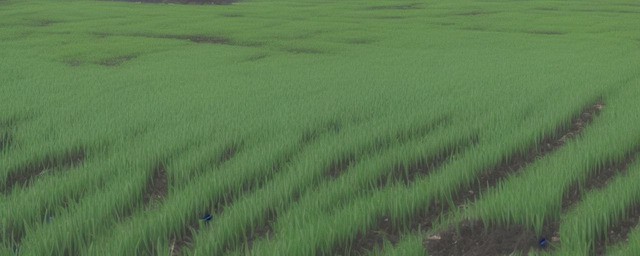 和田青白玉怎么养