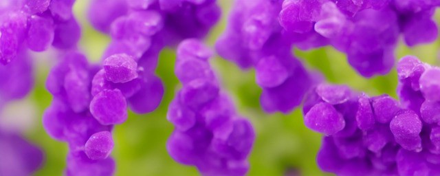 紫罗兰油怎样用