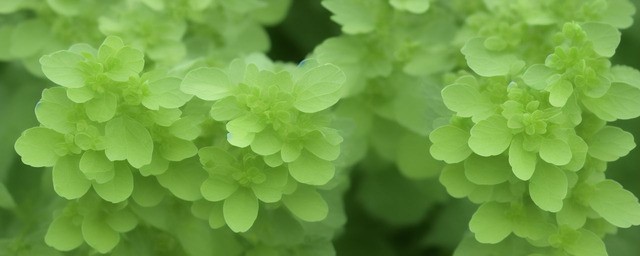 吃荆芥有什么好处