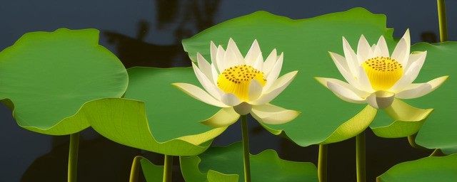 莲子心喝了有什么好处